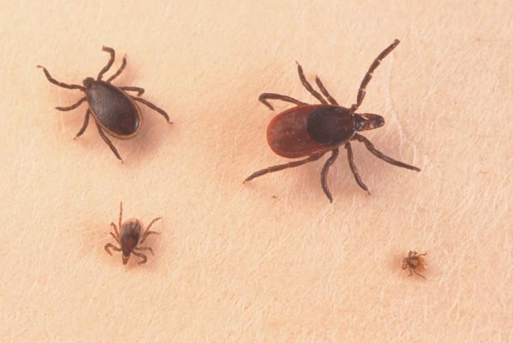 Kentucky 2-Year-Old Falls Into Coma After Tick Bite, Report Says