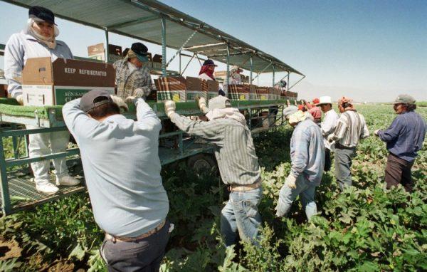 Migrant workers harvesting Italian squash near Indio, Calif., in a file photo. (David McNew/Getty Images)