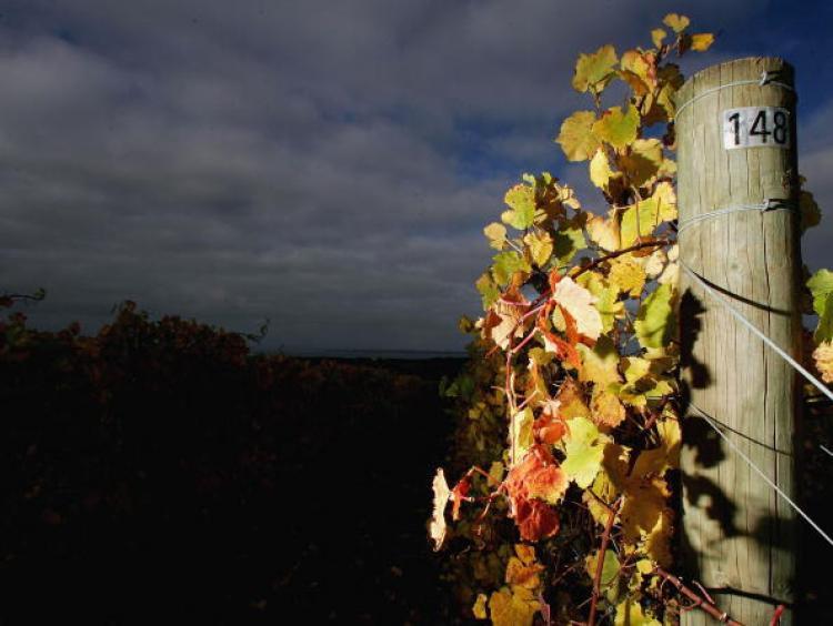 Australians To be Induced to Work on Farms As Massive Rural Labor Shortage Looms