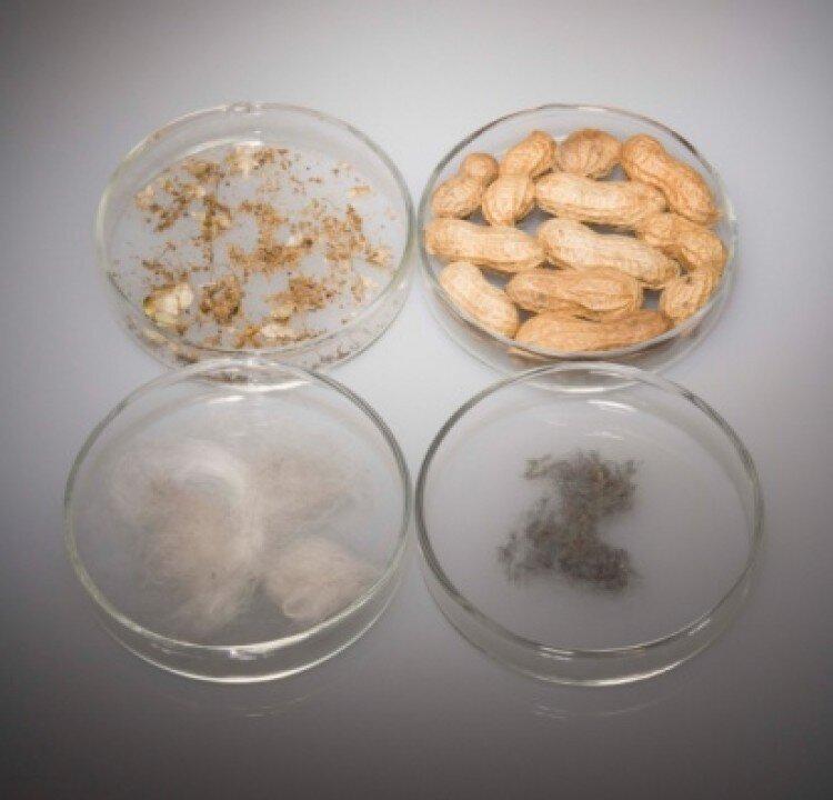 Food Allergies Associated With Reduced COVID-19 Infection