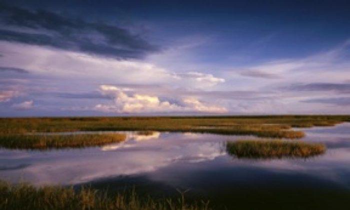 Desantis’s Florida Agrees to Buy Swath of Everglades to Protect It From Oil Drilling