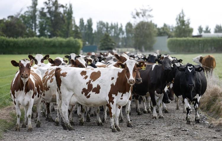 New Zealand Dairy Producer Fonterra Sells Off China Farms