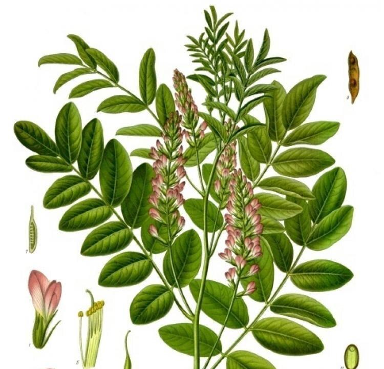 Liquorice — the Grandfather of Herbs