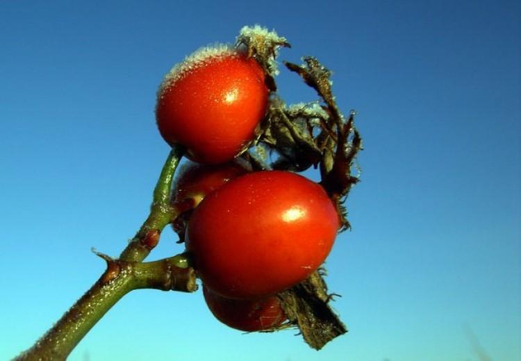 Rosehips for ‘Get up and go’