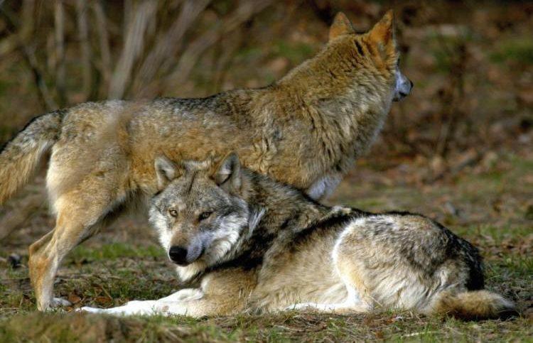A Family of Four Was on a Camping Trip in Canada. Then a Wolf Attacked While They Were Sleeping