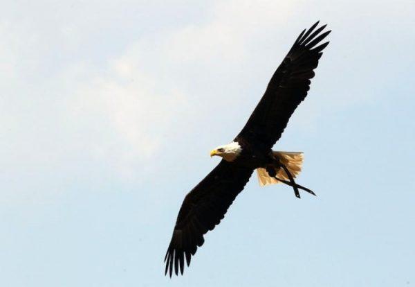 A bald eagle is seen prior to the start of the game between the St. Louis Cardinals and the Chicago Cubs in Ill., on May 30, 2010. (Jim McIsaac/Getty Images)