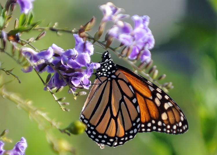 Wildlife Officials Propose Listing Monarch Butterfly as Endangered Species
