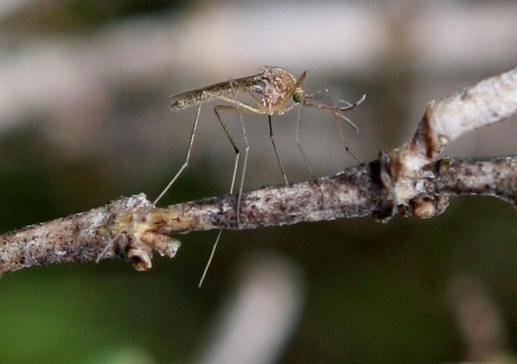 Orange County Reports First Human West Nile Virus Case of the Year