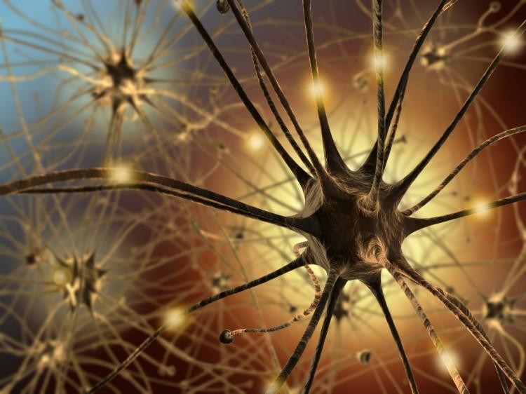 To Fight Huntington’s Disease, Fix the Glia?