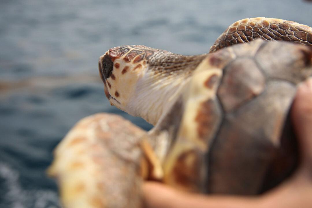 Continued Development Along Florida Coast Threatens Sea Turtle Comeback