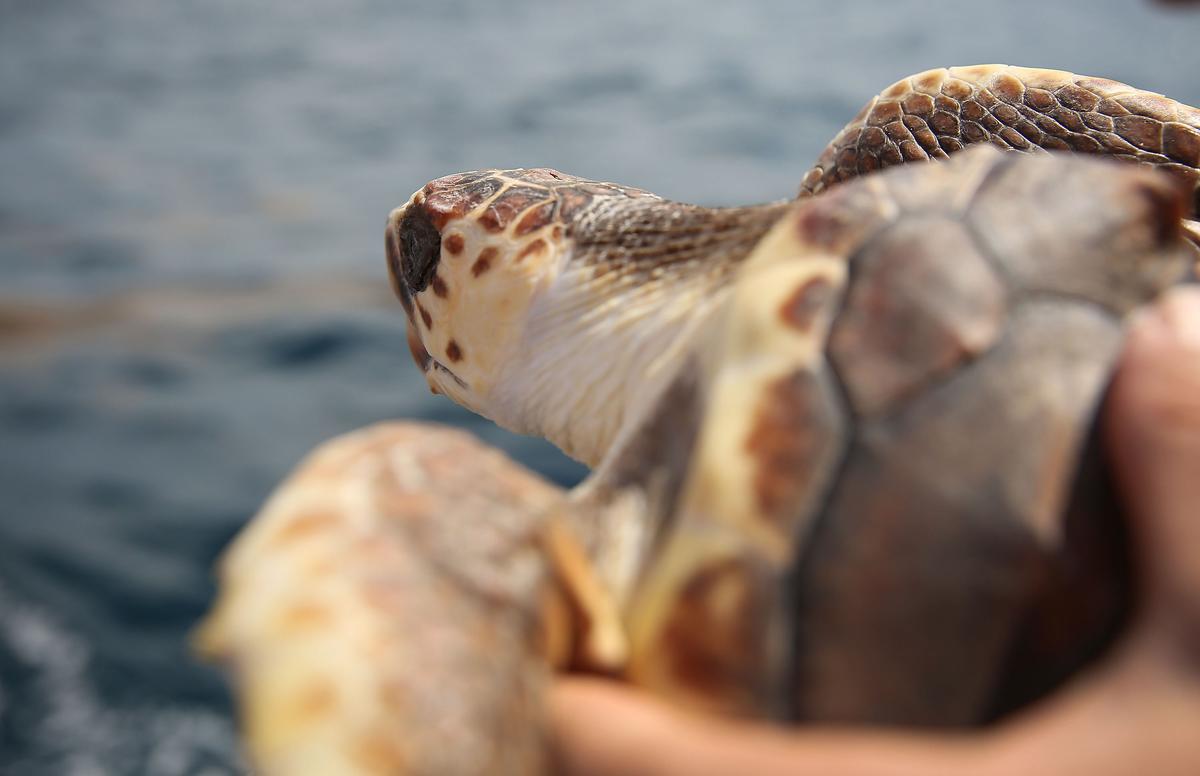 Continued Development Along Florida Coast Threatens Sea Turtle Comeback
