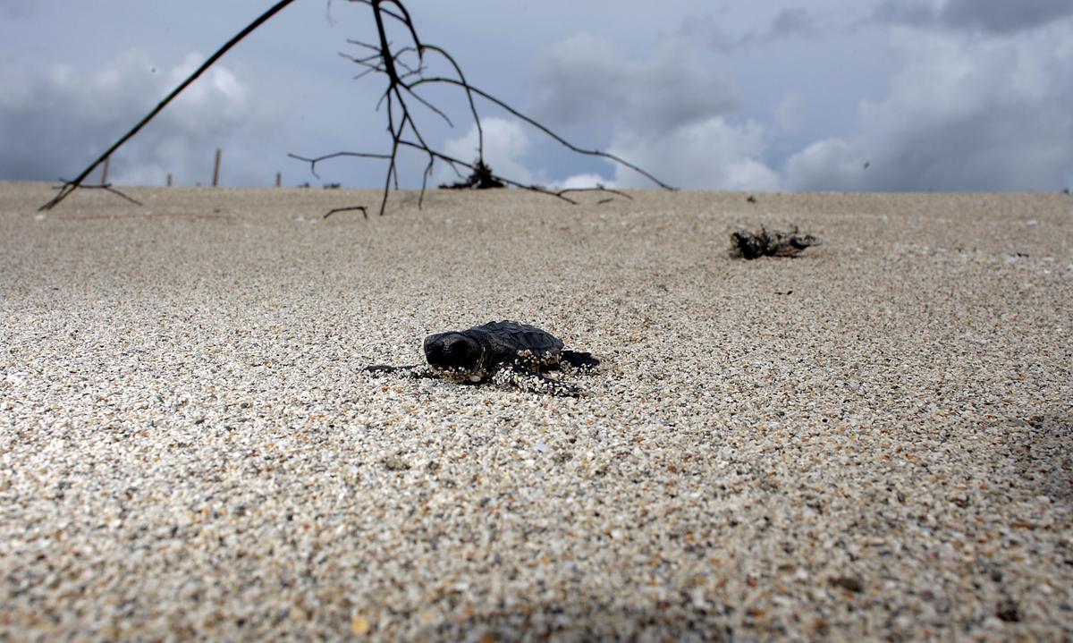 Turtle Espionage: Beach Walkers Asked to Help Discover and Protect Nests