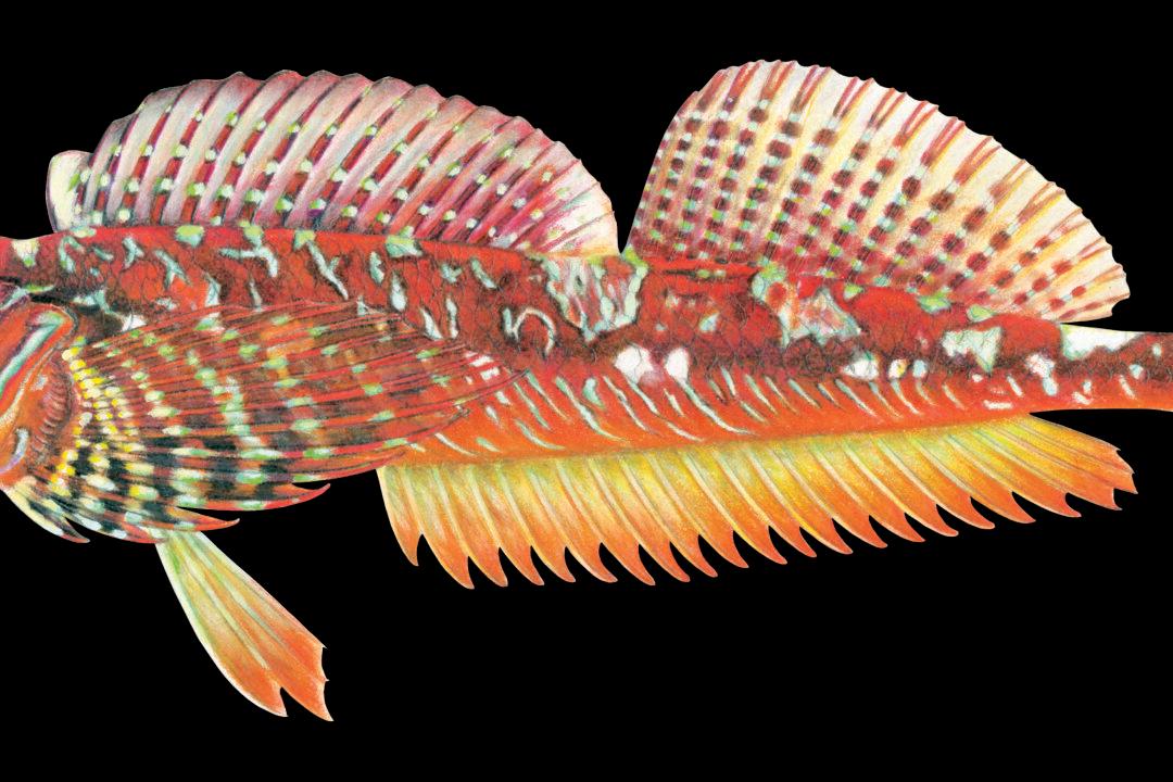 Meet the Unfamiliar Fish of the Salish Sea