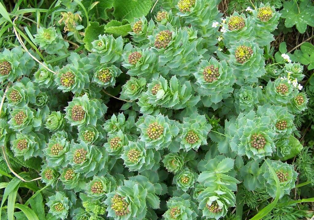 Boost Memory, Cognition With Rhodiola