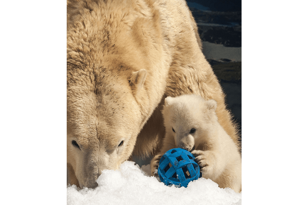 Australian Polar Bear Takes up Residence in Northern Ontario