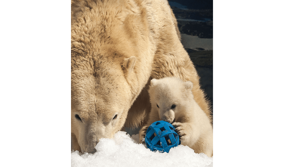 Australian Polar Bear Takes up Residence in Northern Ontario