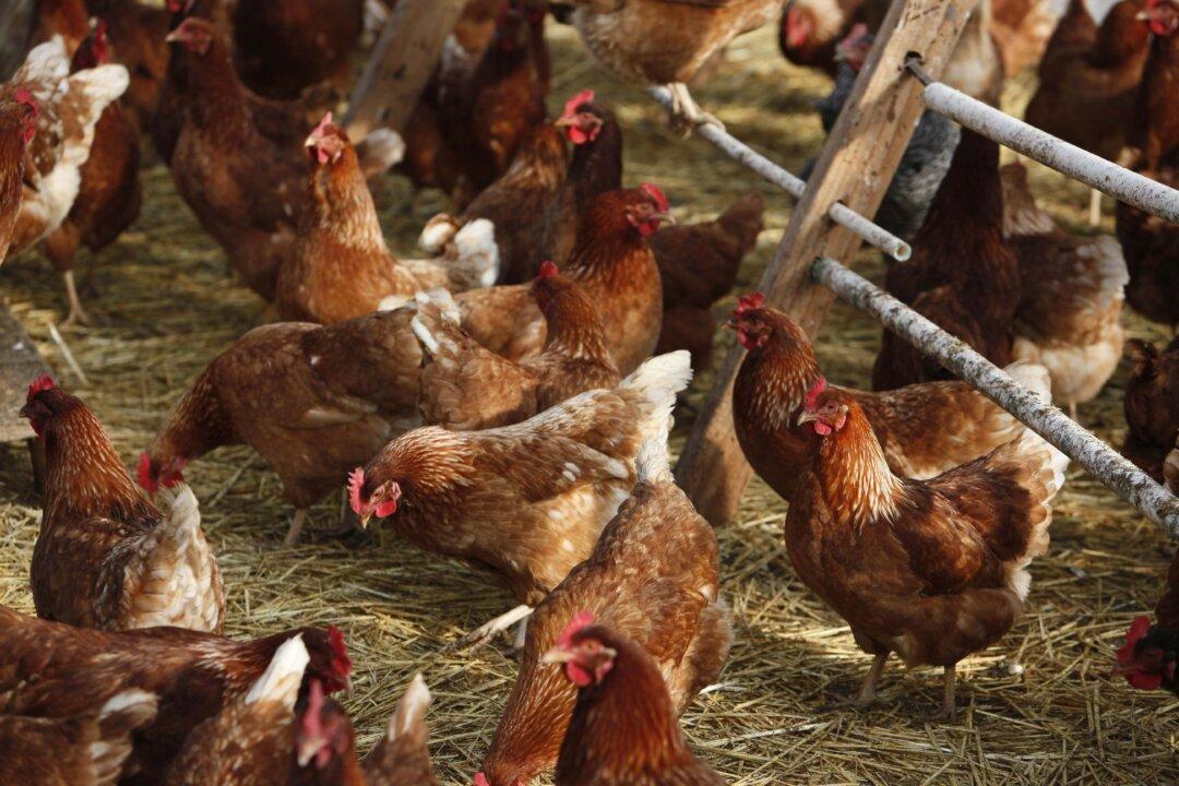 Restaurants Doubt TPP Will Meet Quest for Antibiotic-Free Chicken