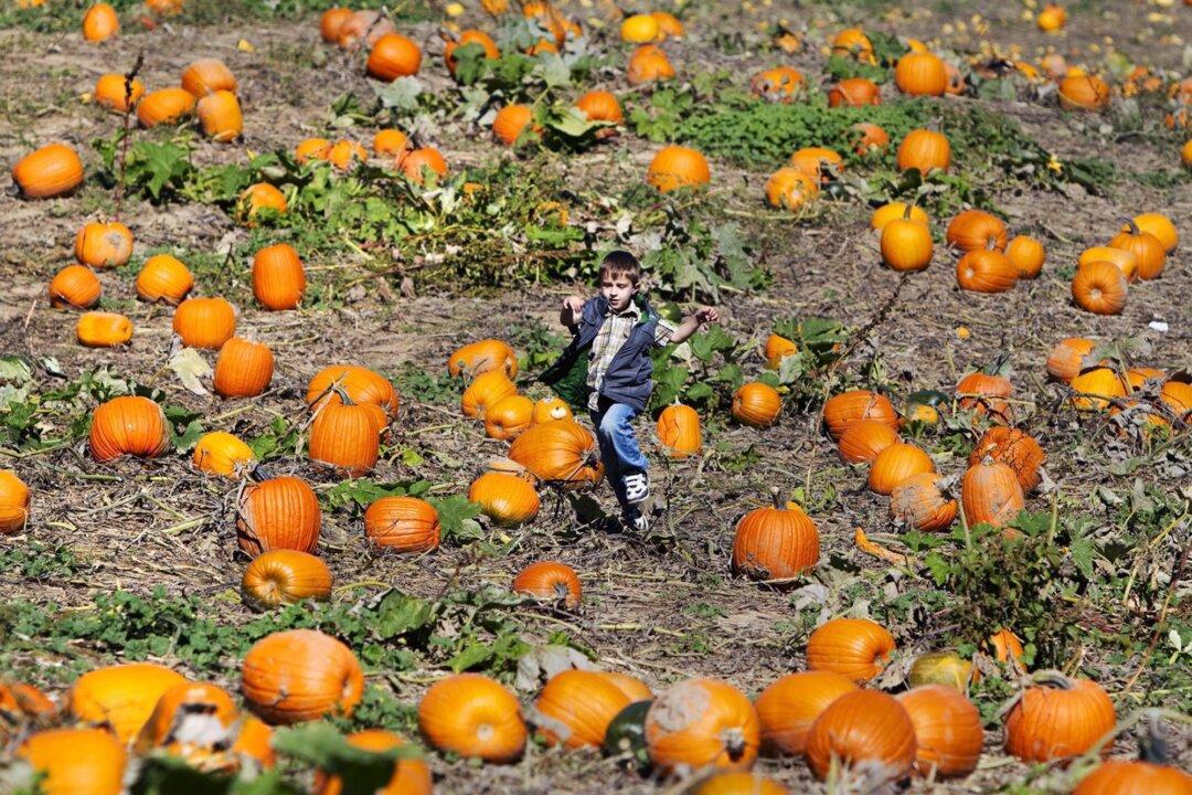 Pumpkin Producers Capitalizing on US Jack O' Lantern Shortage
