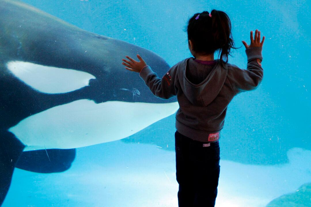 California Agency Votes to Ban SeaWorld Orca Breeding