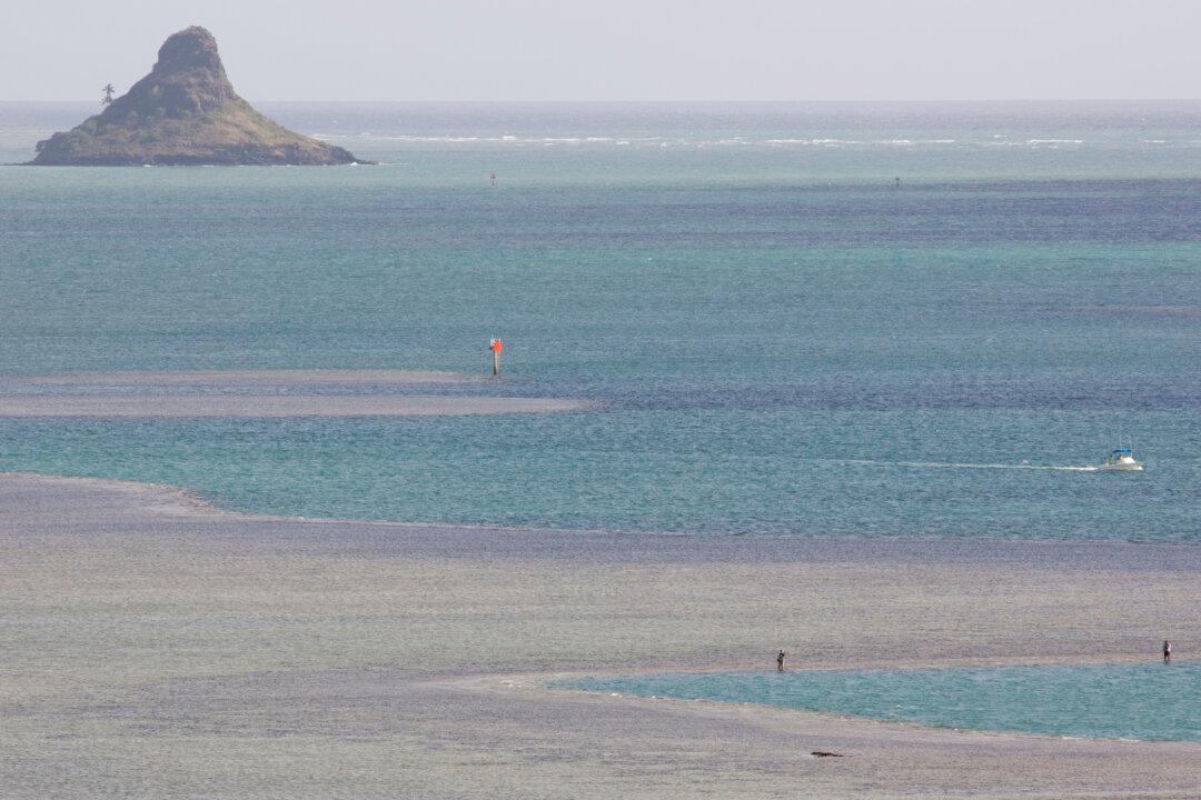 Climate Change Said to Cause Unprecedented Coral Bleaching