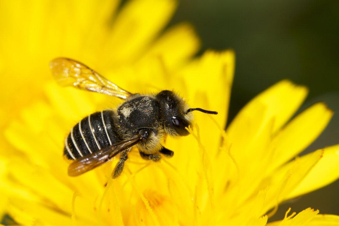 How African Honey Bees Can Help Mitigate Global Colony Losses