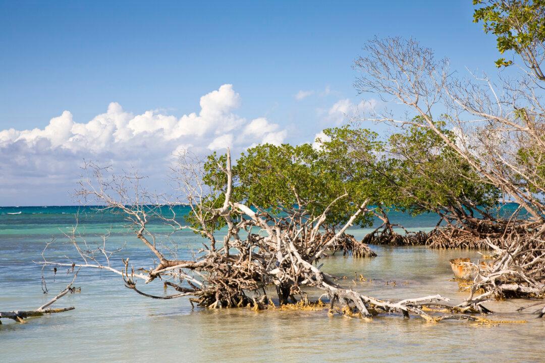 Rising Seas Threaten to Drown Important Mangrove Forests, Unless We Intervene