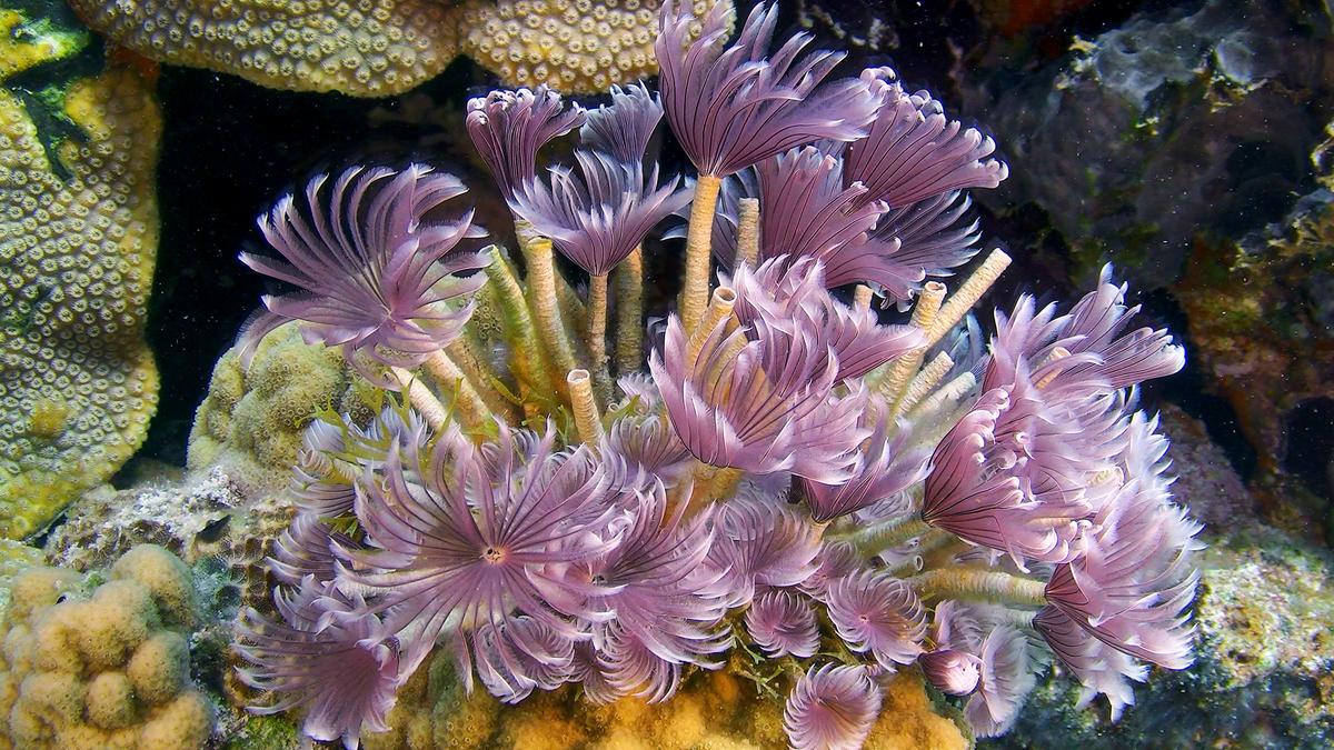 Why We Need to Protect the Oceans’ Tiniest Creatures