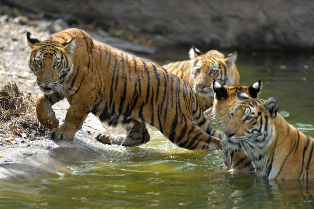 Tiger Numbers on the Rise in India