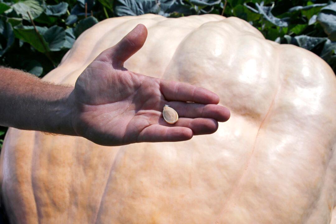 How Do You Grow a 2,000-Pound Pumpkin? It’s Complicated