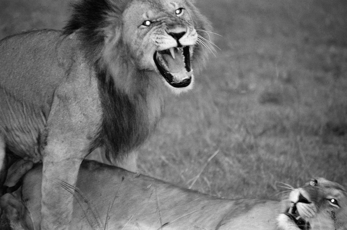 Silent Pride, Saving the Last Lions of Africa