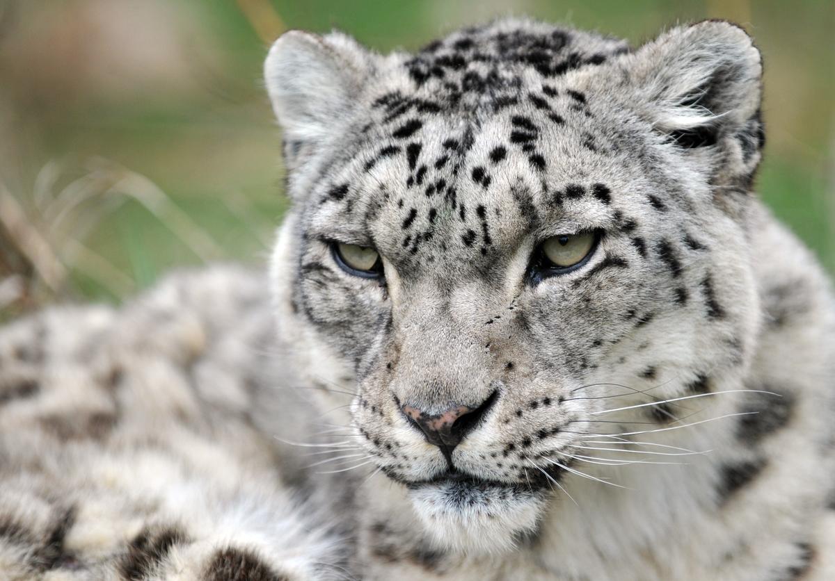 Humans and Climate Continue to Threaten Endangered Snow Leopard