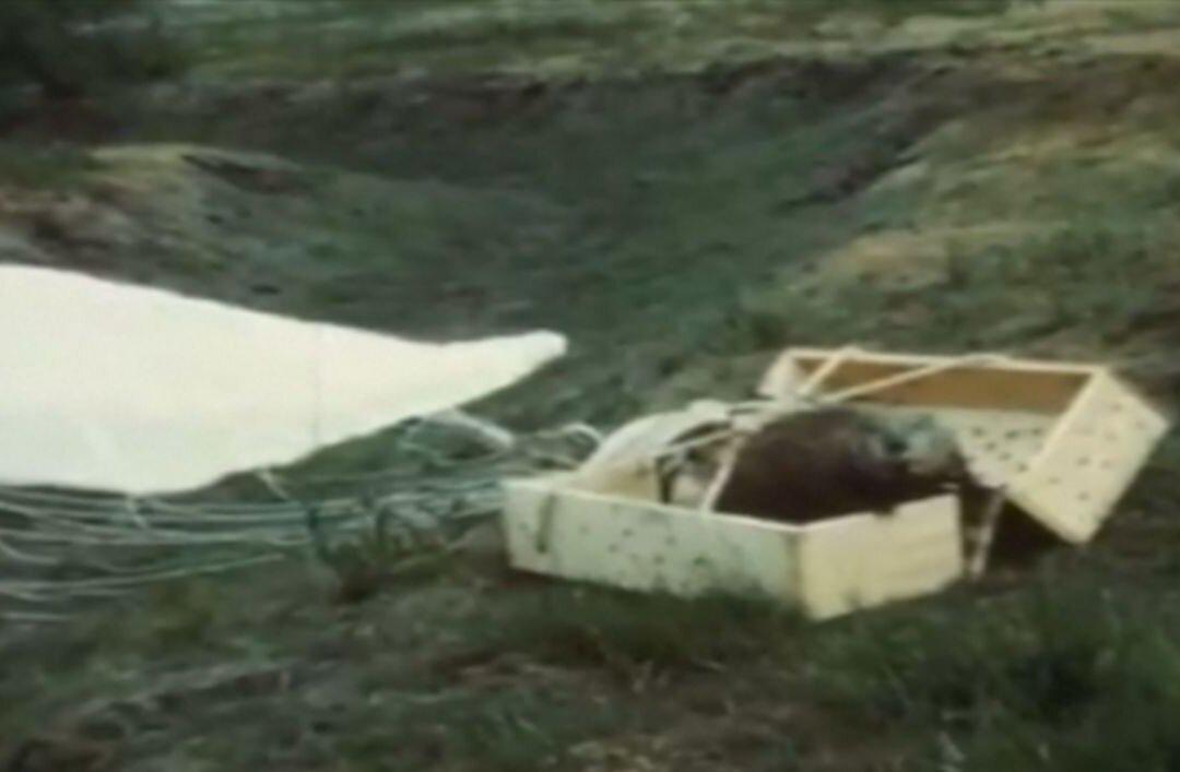 Idaho Agency Finds Historic Footage of Parachuting Beavers