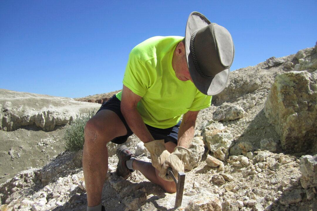 Free App Lets Amateurs Find and ID Fossils