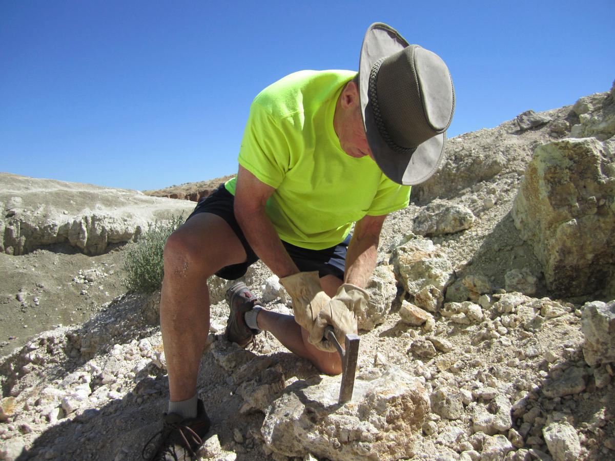 Free App Lets Amateurs Find and ID Fossils