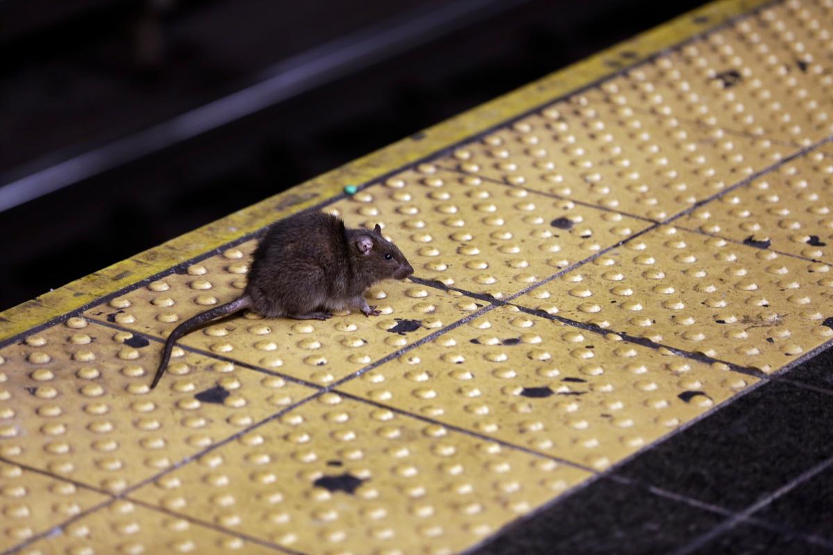 CDC Warns of ‘Unusual or Aggressive Rodent Behavior’ Amid Pandemic