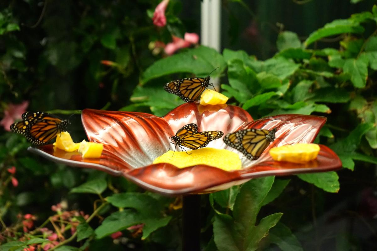 An Amazing Close-Up Look at Insects