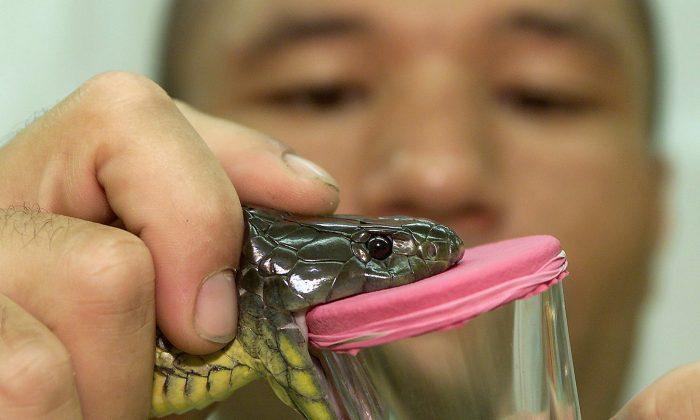Snake Venom Hydrogel Stops Bleeding in 6 Seconds