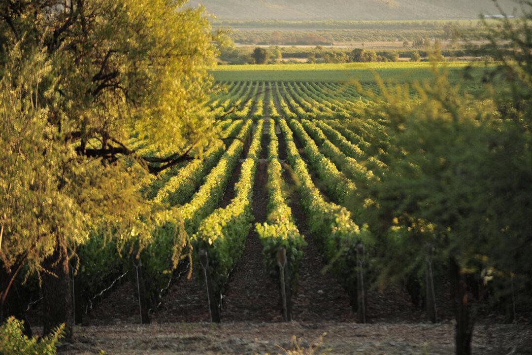 Why Chile’s Vineyards Are Flying High