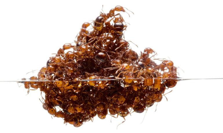 Teeming Ants Act Like Both a Liquid and a Solid