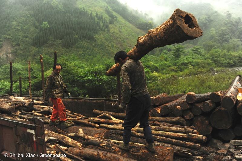 Extensive Logging in the Name of ‘Forest Restoration’ Threatens Natural Habitat of Pandas
