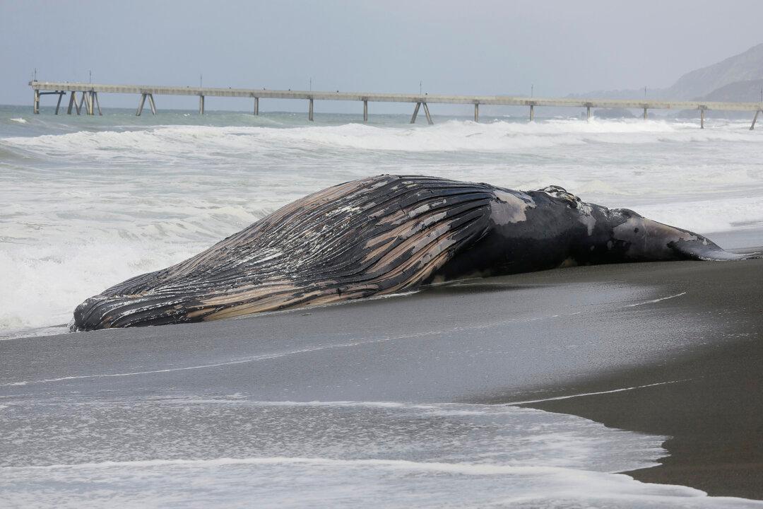 Sperm Whale Dies on Indonesian Island After Being Stranded Twice on Same Day