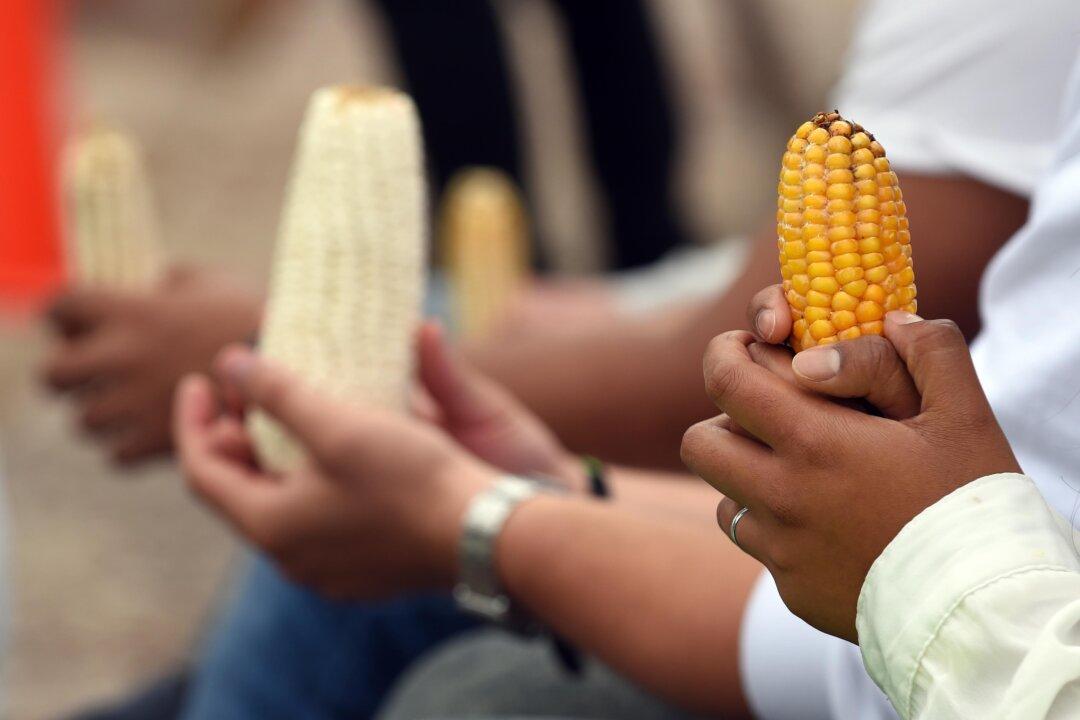 Canada Sides With US in Trade Dispute With Mexico Over GMO Corn