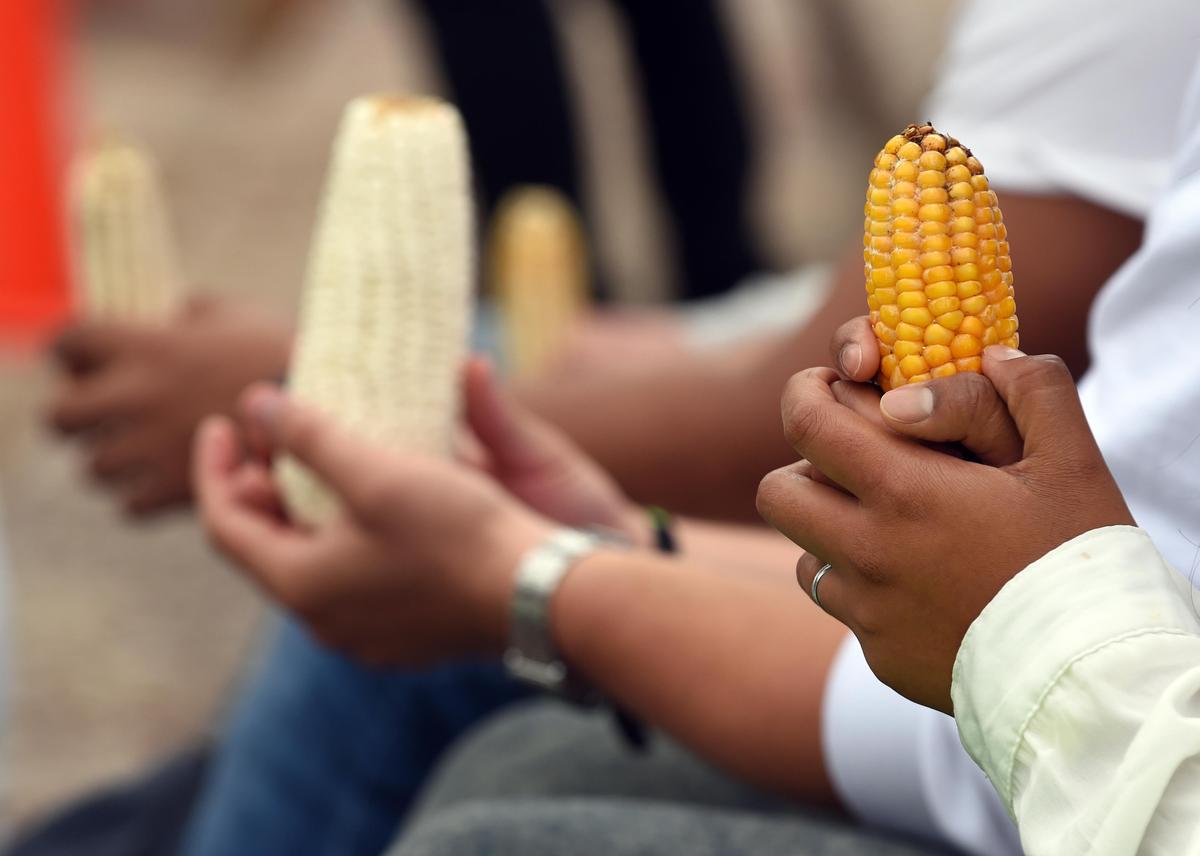 Canada Sides With US in Trade Dispute With Mexico Over GMO Corn