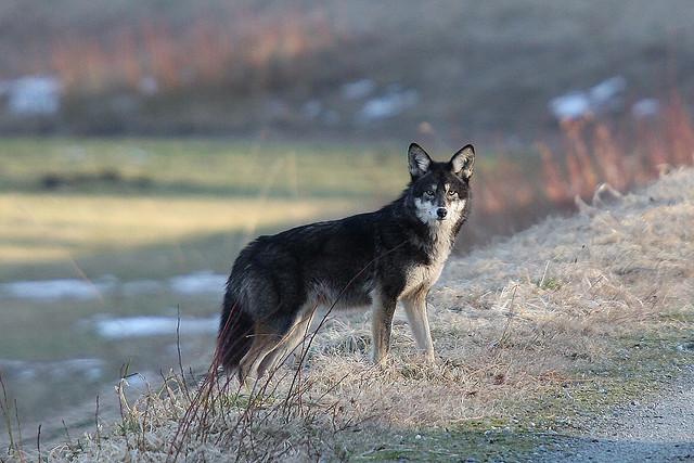 Coywolf: New Coyote-Wolf Hybrid Species on the Rise in Northeast US