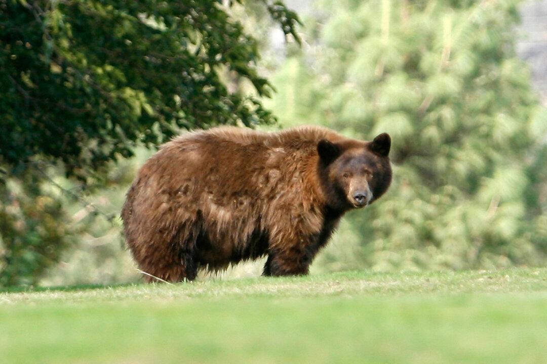 California Hikers Urged to Exercise Food Safety to Avoid Bear Encounters