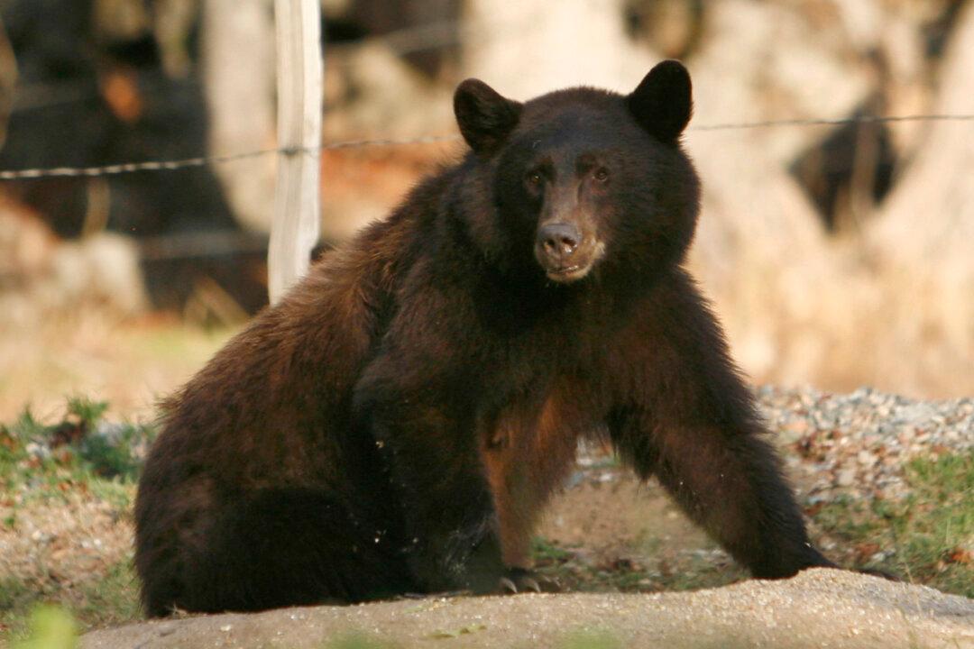 With Bear Activity Up in California’s Cedar Grove, Visitors Should Use Common Sense to Stay Safe, Officials Say