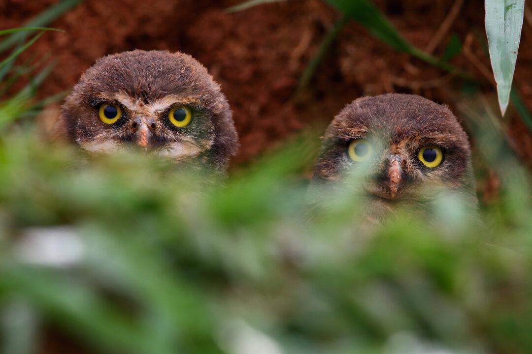 Western Burrowing Owls Secure Temporary Protection as Endangered Species in California