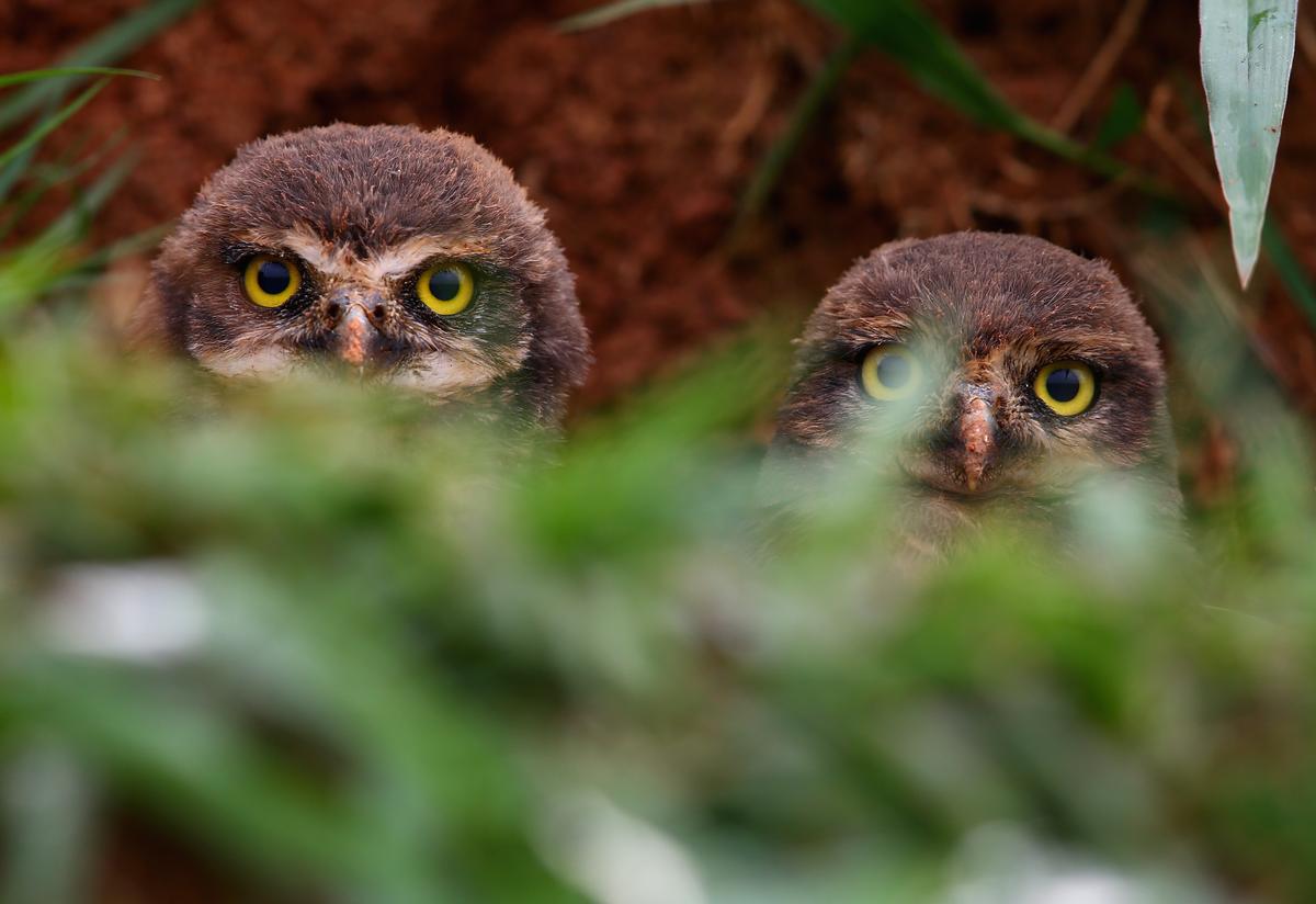 Western Burrowing Owls Secure Temporary Protection as Endangered Species in California