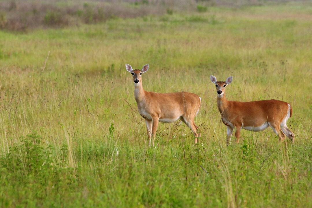 State Parks Being Reviewed for Places to Allow Hunting