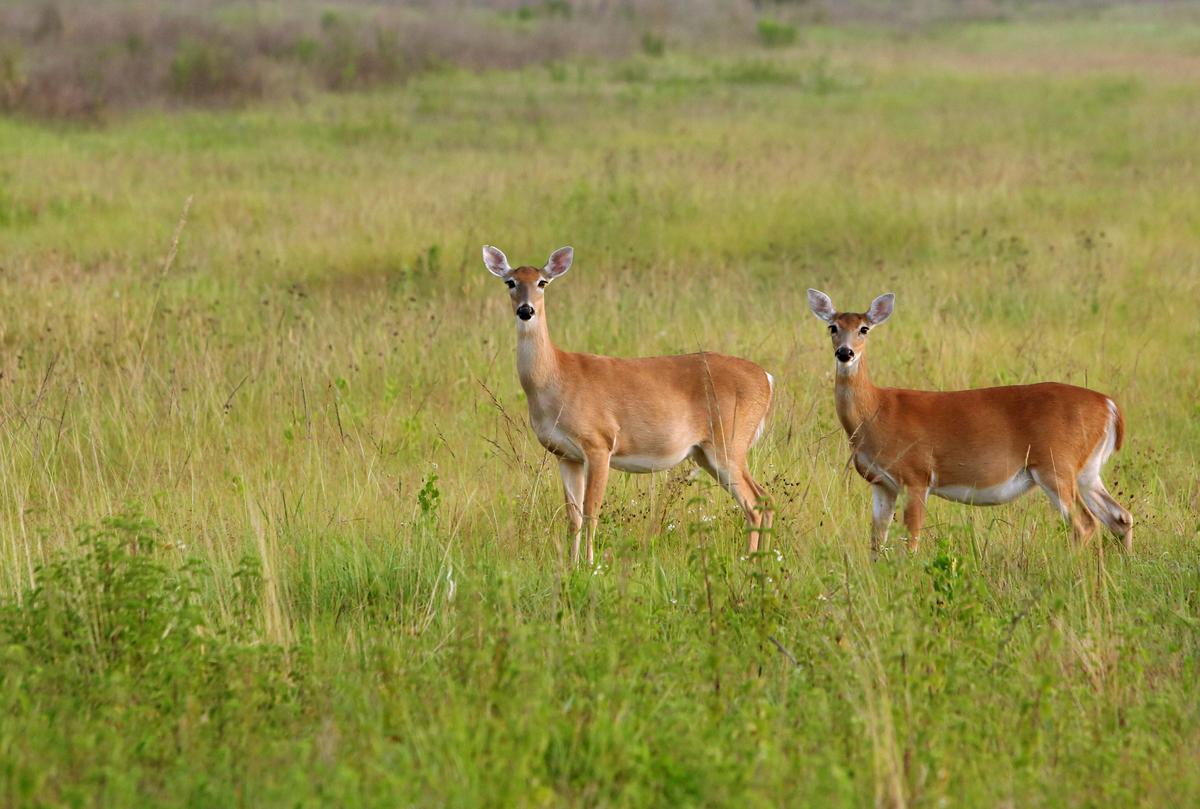 State Parks Being Reviewed for Places to Allow Hunting